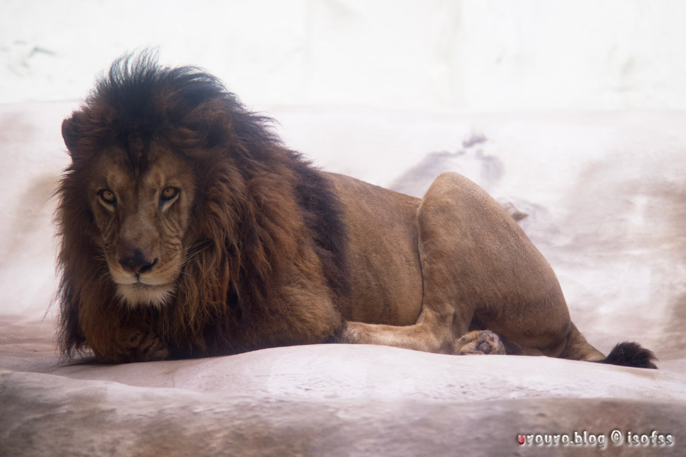 百獣の王ライオン。どっしり。