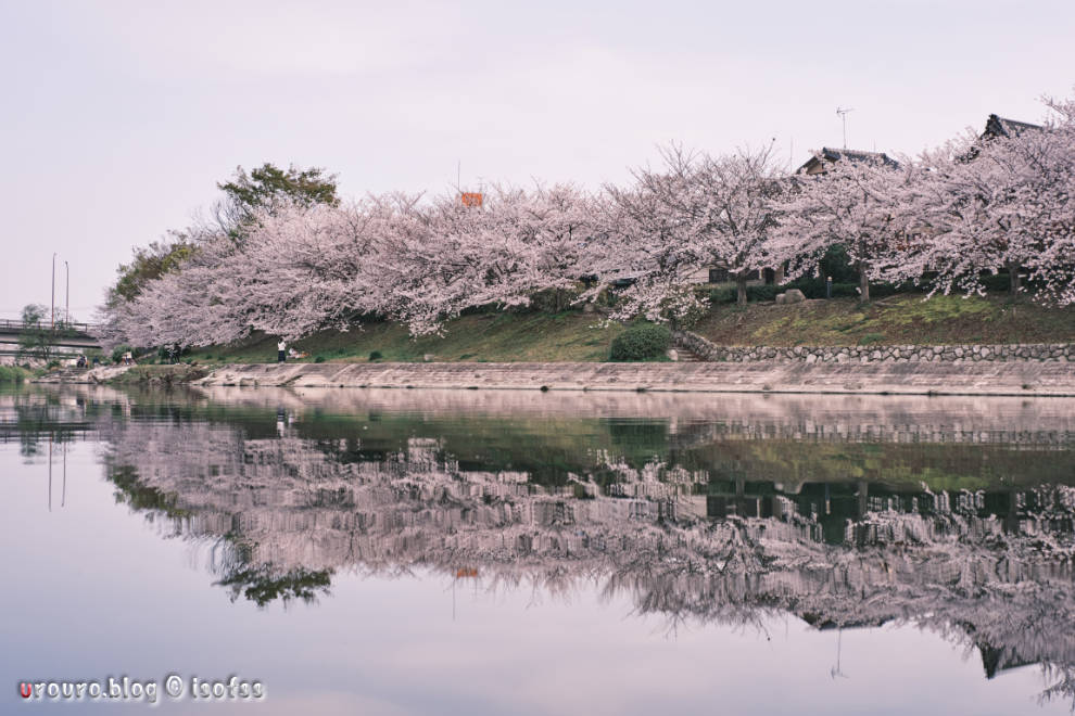 X-E4で撮った桜並木。