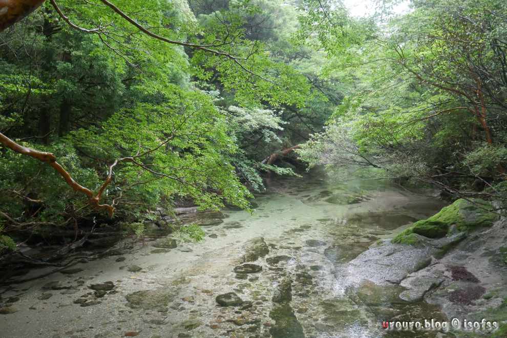 花之江川を渡る。水が綺麗だ。