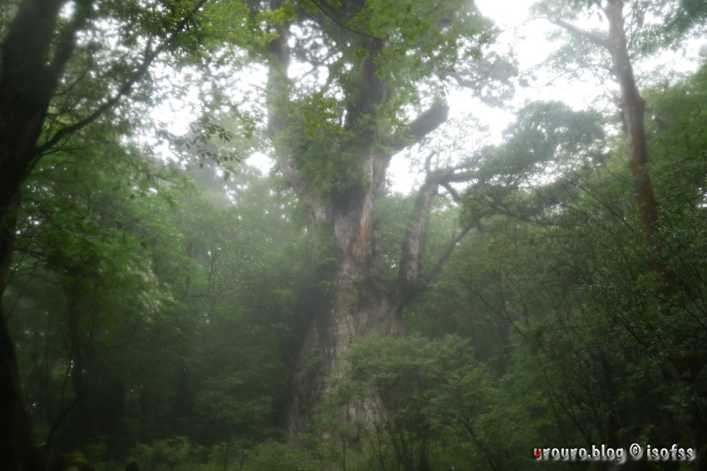 夕方、雨の縄文杉を堪能する。疲れも吹き飛ぶ。