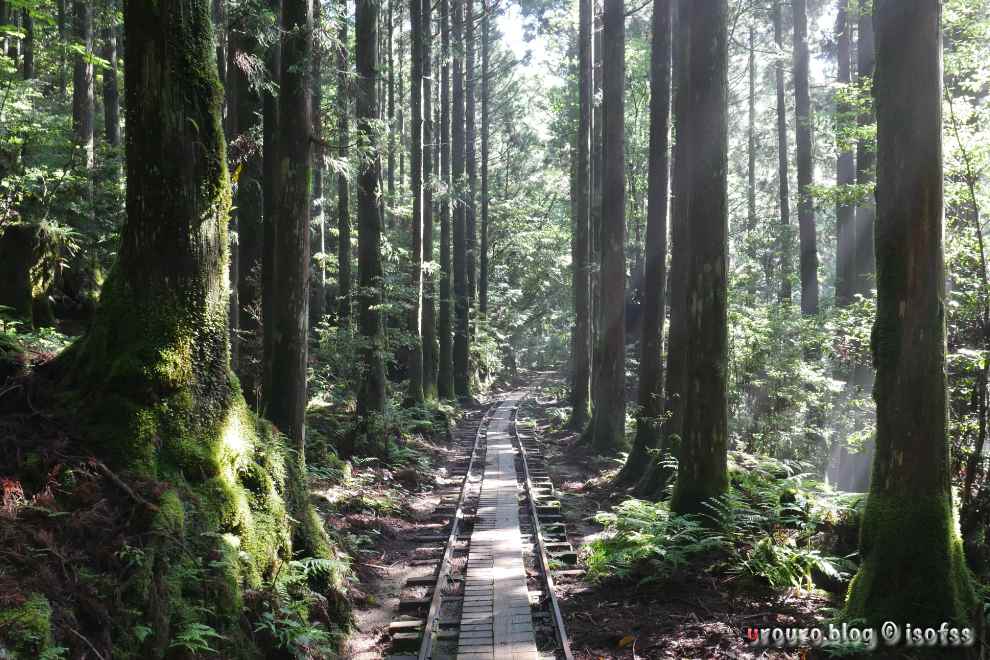 トロッコ道が幻想的だった。