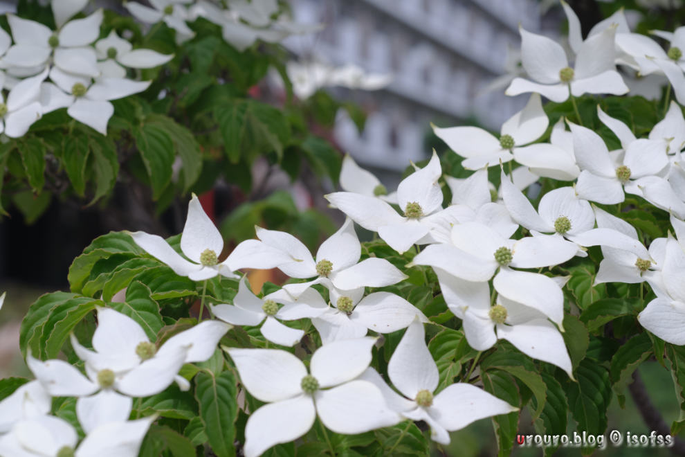FUJINON EX 50mm F2.8のハイライト部分がよく分かる白い花の写真。