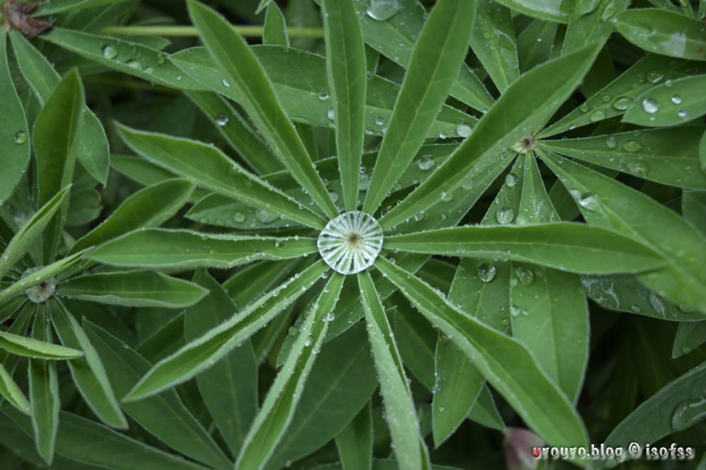 水玉が溢れそうな植物。NIKKOR Z 24-50mm f/4-6.3作例10枚目