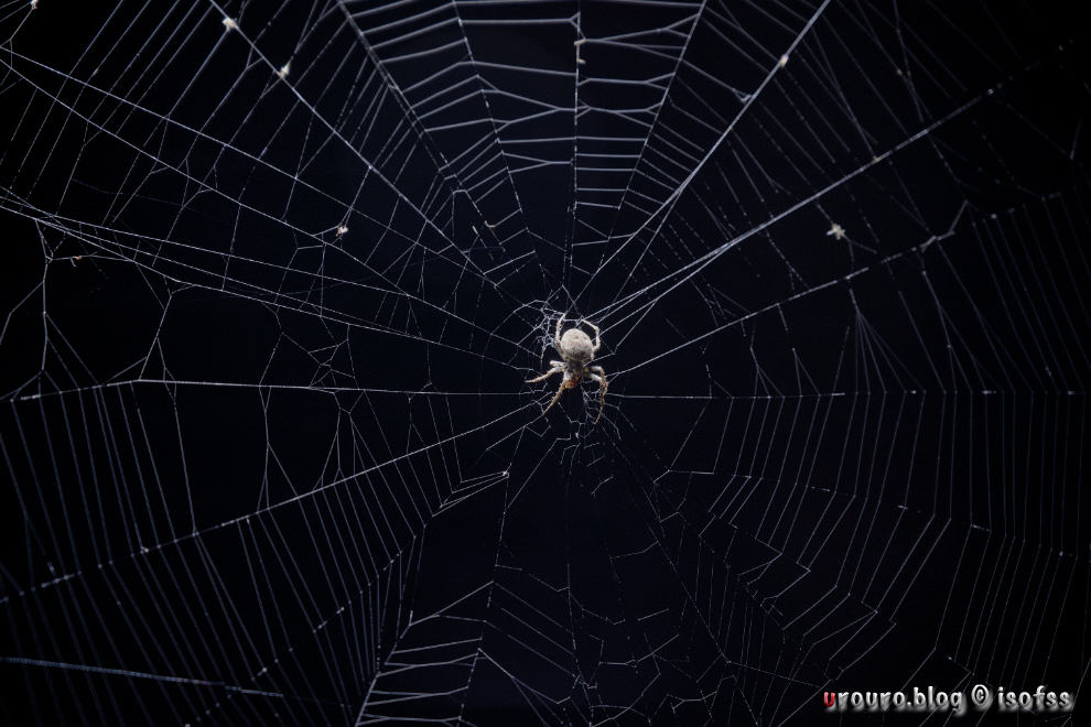 Z6ii 14bit非圧縮RAW作例12、暗闇の中に浮いている蜘蛛。広角24mm