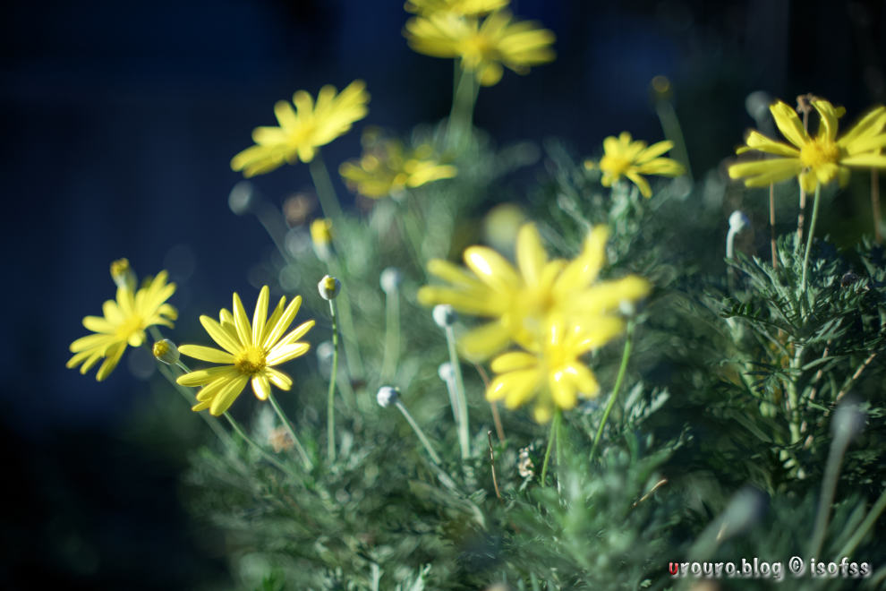 NIKKOR-S Auto 50mm F1.4の最短撮影距離で花を撮った。