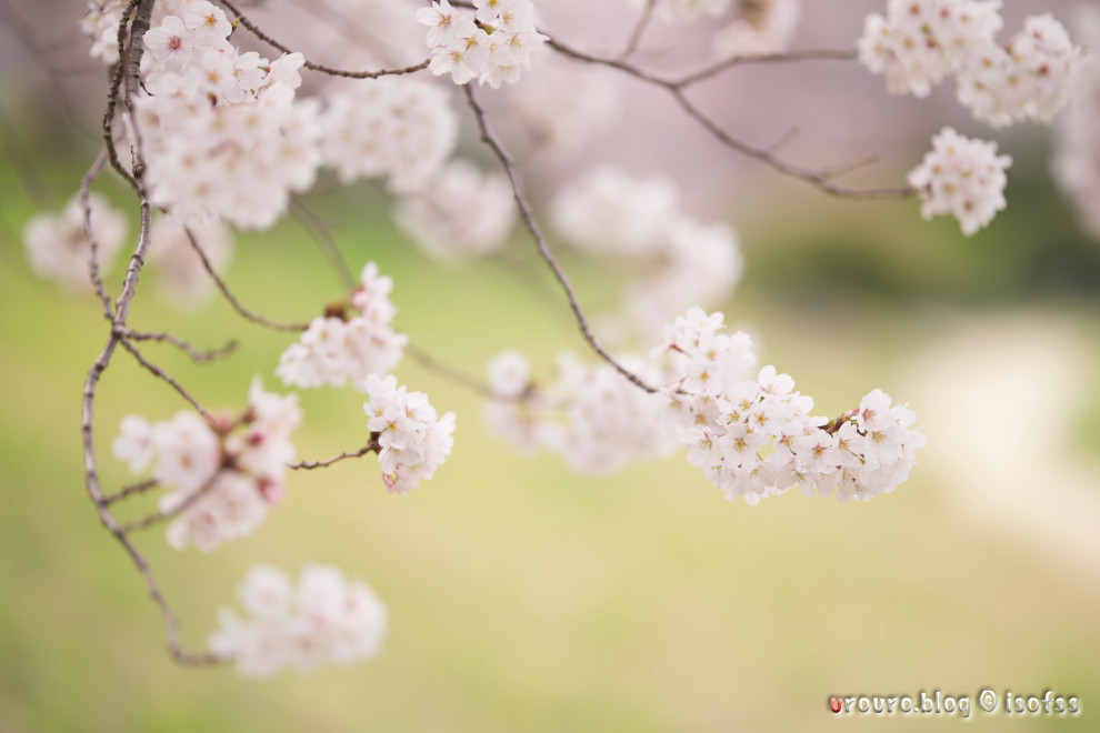 これぞボケマスターの開放描写よ。SIGMA 105mm F1.4で桜の花を撮る。