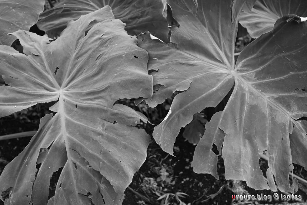 NIKKOR Z 28mm f/2.8のAPS-C換算42mm画角の作例。モノクロームで白菜の葉を撮影。