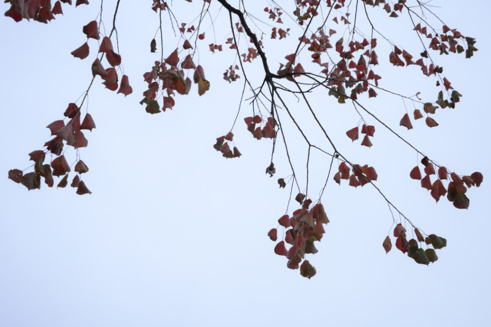 一日一撮スナップ作例05。 曇り空の日もあるが、それでも紅葉を見つけてスナップ。