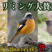 NIKKOR Z 400mm f/4.5 VR Sで野鳥撮影してきたよ。トリミングをガンガンやっていく作例記事です。