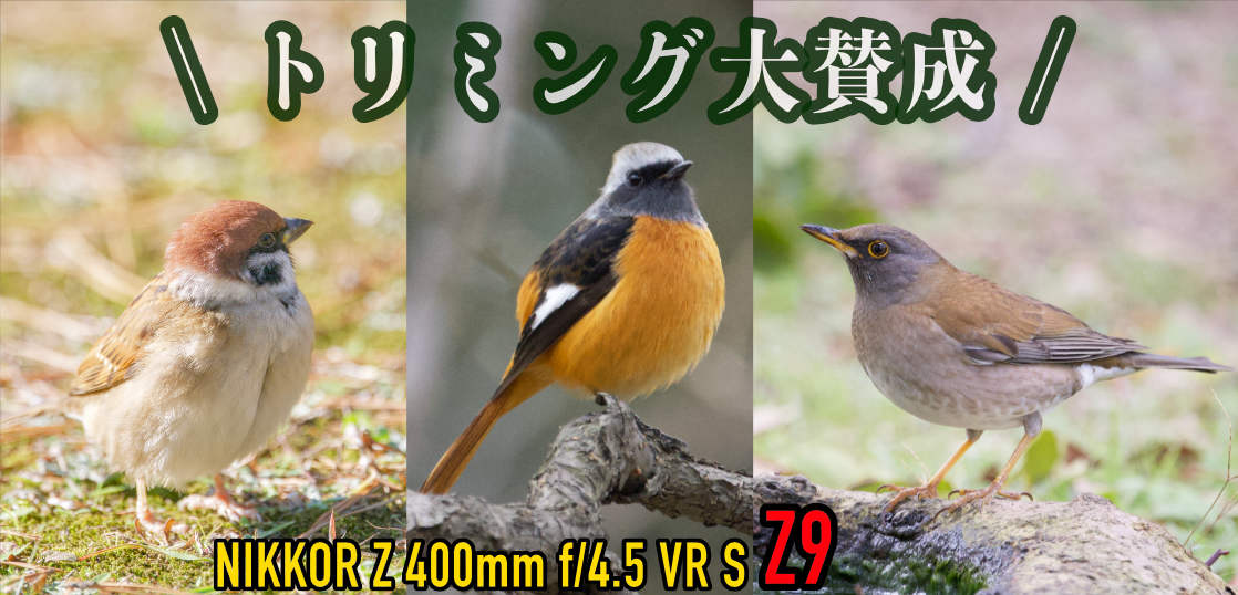 高画素 × 超望遠 = トリミングは機能の使い分けなんだな。Z9とNIKKOR Z 400mm f/4.5 VR Sで野鳥撮影盛大クロップ祭。