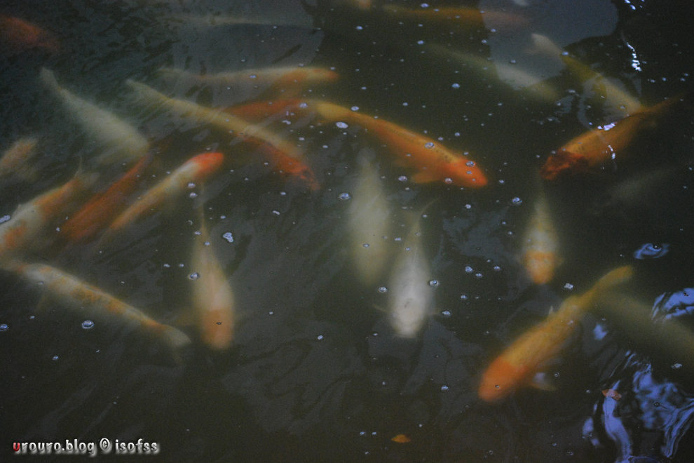 D60 × Ai NIKKOR 45mm f2.8Pスナップ写真。池の鯉たちが餌を待つ。
