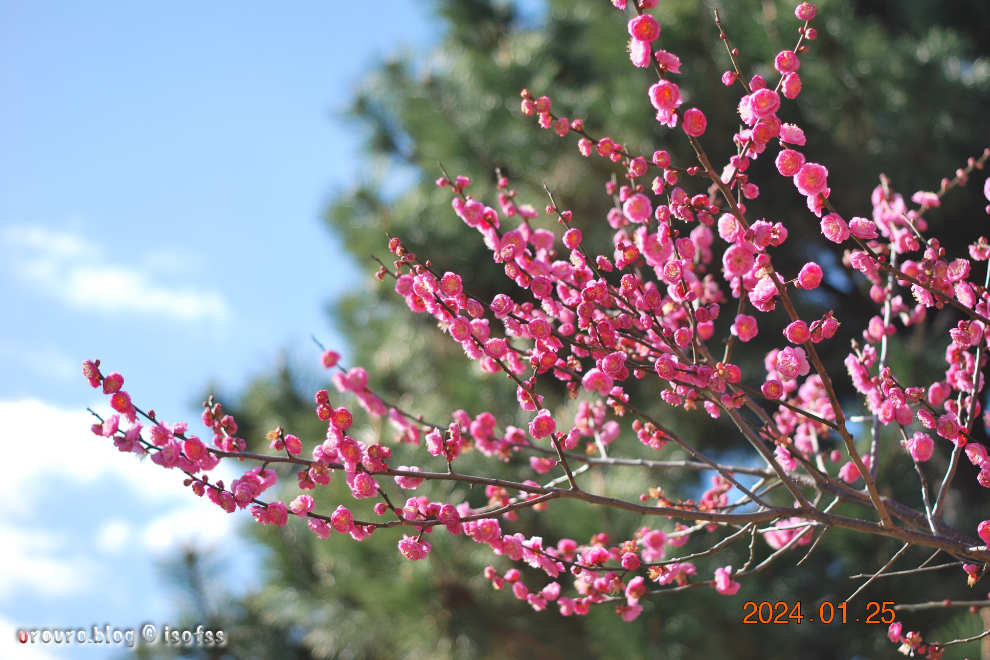 Nikon D60×Ai NIKKOR 45mm f/2.8Pで博多うろうろSNAP・早咲きの梅の花と青空の色が綺麗。