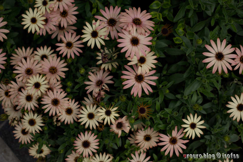 D3 & Ai NIKKOR 45mm F2.8P作例3。足元に咲く名もなき花。陰影がはっきり写っている。