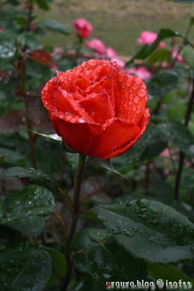 雨上がりの薔薇の花。赤い花弁に水滴がついて美しい。