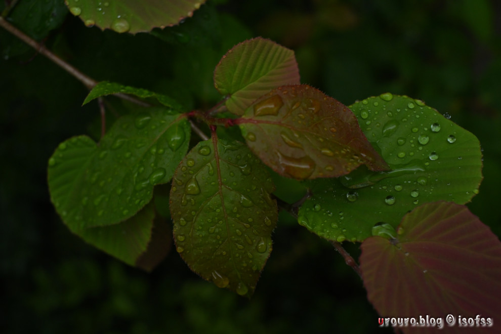 Pergear 25mm F1.7のレンズはちょっと暗めに撮るとしっとりした描写になって好みだ。葉っぱに水が滴っている。