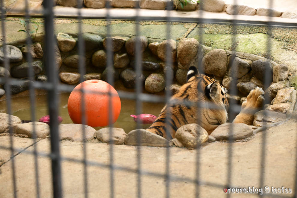 動物園のような移動の多い撮影場所ではZ6iiiくらいの小型軽量カメラが望ましい。池に浸かる虎を撮影。