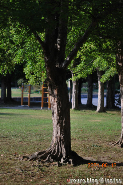 Planar C80mm F2.8(初期型銀鏡筒)は古いレンズなのにたまにドキッとする描写をしてくれる。夕陽に照らされた木を撮影。