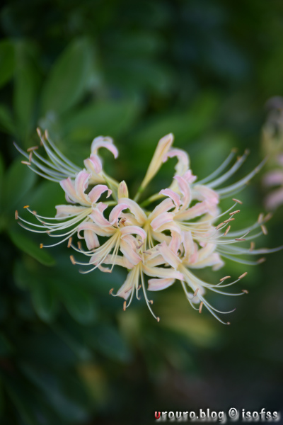 AstrHori 85mm F1.8 AFは最短撮影距離が79cmだ。彼岸花を撮影。