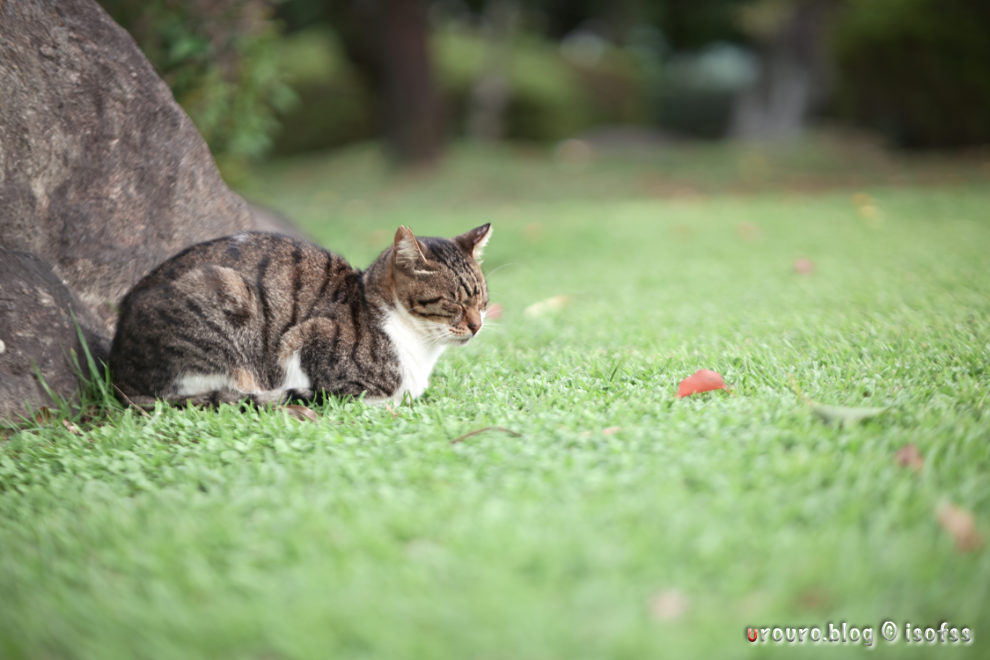 猫が昼寝をしている。AstrHori 85mm F1.8 AFの柔らかい描写が際立った一枚。