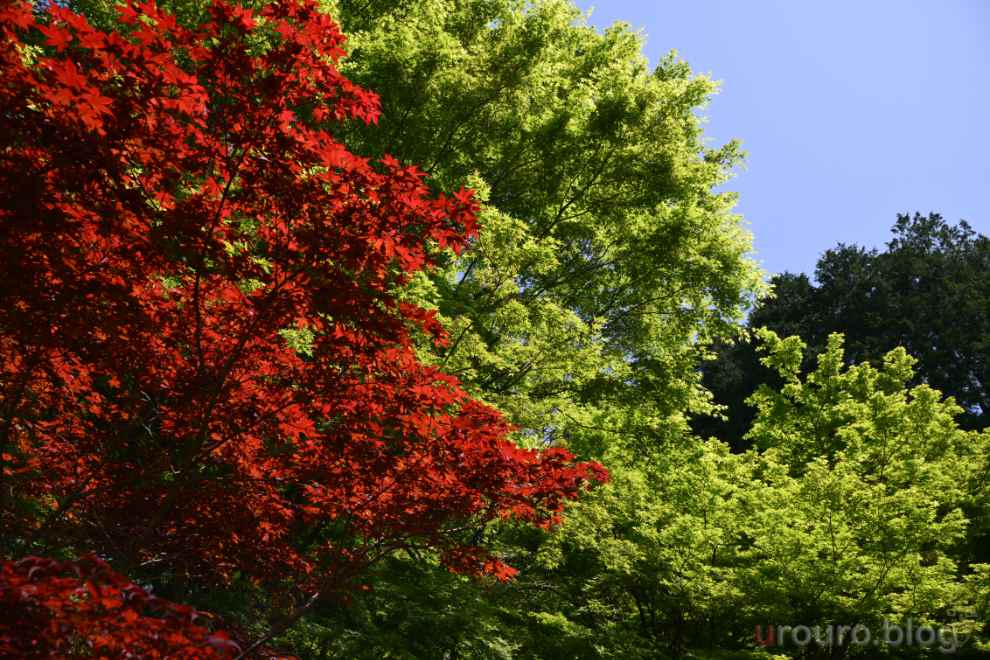 NIKKOR Z 28-135mm f/4 PZ で新緑と赤い紅葉の対比を撮影。非常に端正に描写するレンズだ。S-Lineではないが写りに遜色はない。