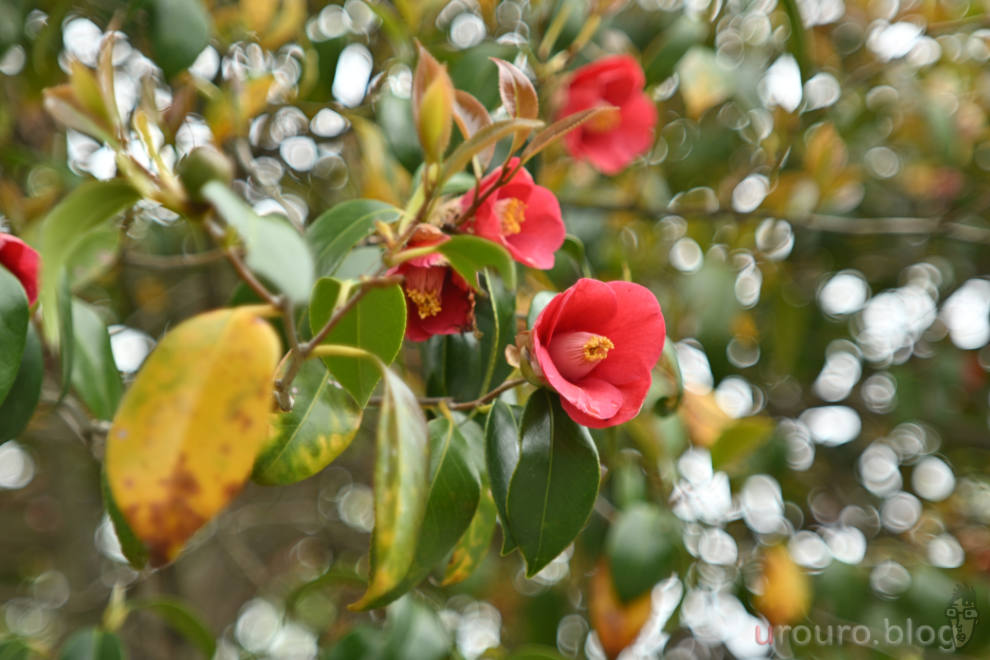 EL-NIKKOR 50mm F2.8 作例 (ピクチャーコントロール:SD) 椿の花を撮影。