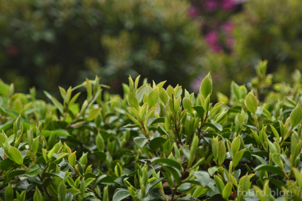 EL-NIKKOR 50mm F2.8 作例 (ピクチャーコントロール:SD) 新緑の緑を撮影。