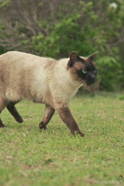 EL-NIKKOR 50mm F2.8 作例 (DG Fil Look) 動き回る猫ちゃんをAF撮影。