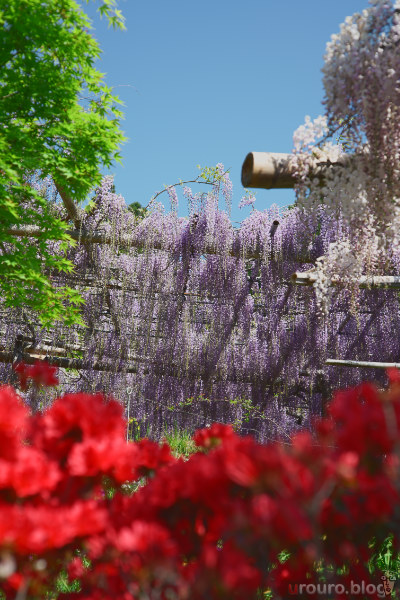 EL-NIKKOR 50mm F2.8 作例 (ピクチャーコントロール:SD) 藤園の花を撮影。この写真だけZfなので50mm画角。