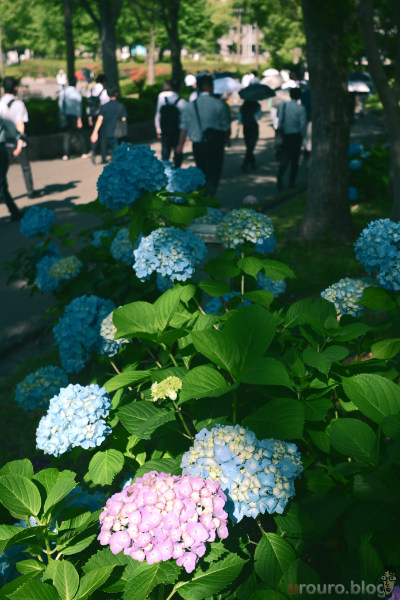 6月の紫陽花と通勤サラリーマンを同時に撮影。Viltrox AF 28mm F4.5 Chip ZとZ50II、フレキシブルカラーのNostalgiaで撮影。