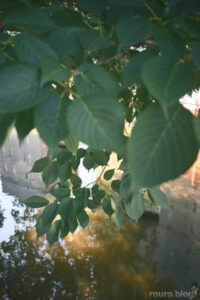 池の上に生い茂る木の葉。Viltrox AF 28mm F4.5 Chip ZとZfで撮影。