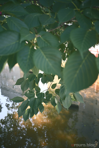 池の上に生い茂る木の葉。Viltrox AF 28mm F4.5 Chip ZとZfで撮影。