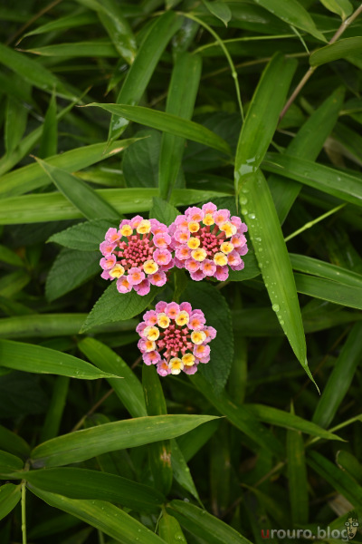 これは紫陽花だろうか?葉の間から顔を出した小さな蕾。Viltrox AF 28mm F4.5 Chip ZとZ50II、ピクチャーコントロールSDで撮影。