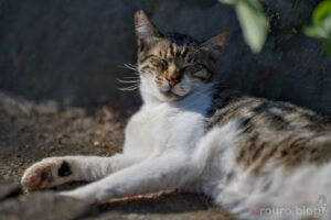 日向ぼっこしている猫ちゃんをViltrox AF 135mm F1.8 LAB と Nikon Zfで撮影。RAW現像有。