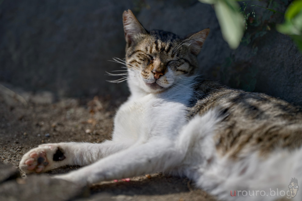 日向ぼっこしている猫ちゃんをViltrox AF 135mm F1.8 LAB と Nikon Zfで撮影。RAW現像有。