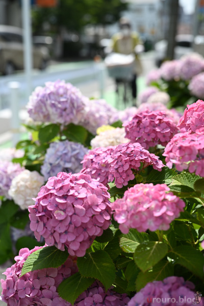 6月の太陽に照らされる紫陽花を Viltrox AF 50mm F2 AIR & Nikon Zf で撮影。ちょっと萎れてきている。
