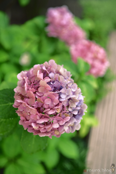 雨の日の紫陽花をViltrox AF 50mm F2 AIR & Nikon Zf で撮影。最短撮影距離は51cmと少し長い。