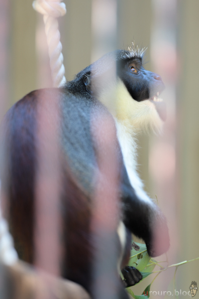 Viltrox AF 135mm F1.8 LAB と Z50II を組み合わせて動物園写真を撮ってみた。お猿さんを換算202mmで撮影。