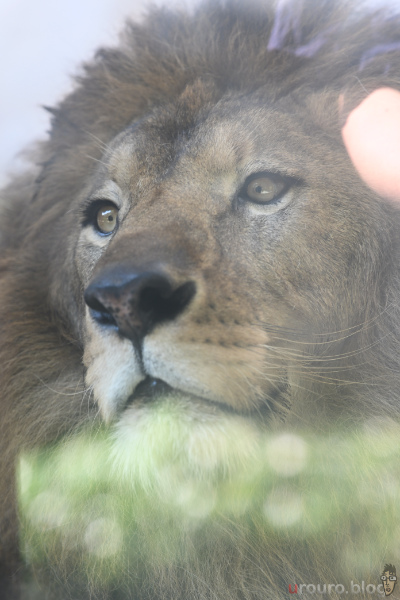 Viltrox AF 135mm F1.8 LAB と Z50II を組み合わせて動物園写真。ガラス越しのライオンの顔がドアップな写真。