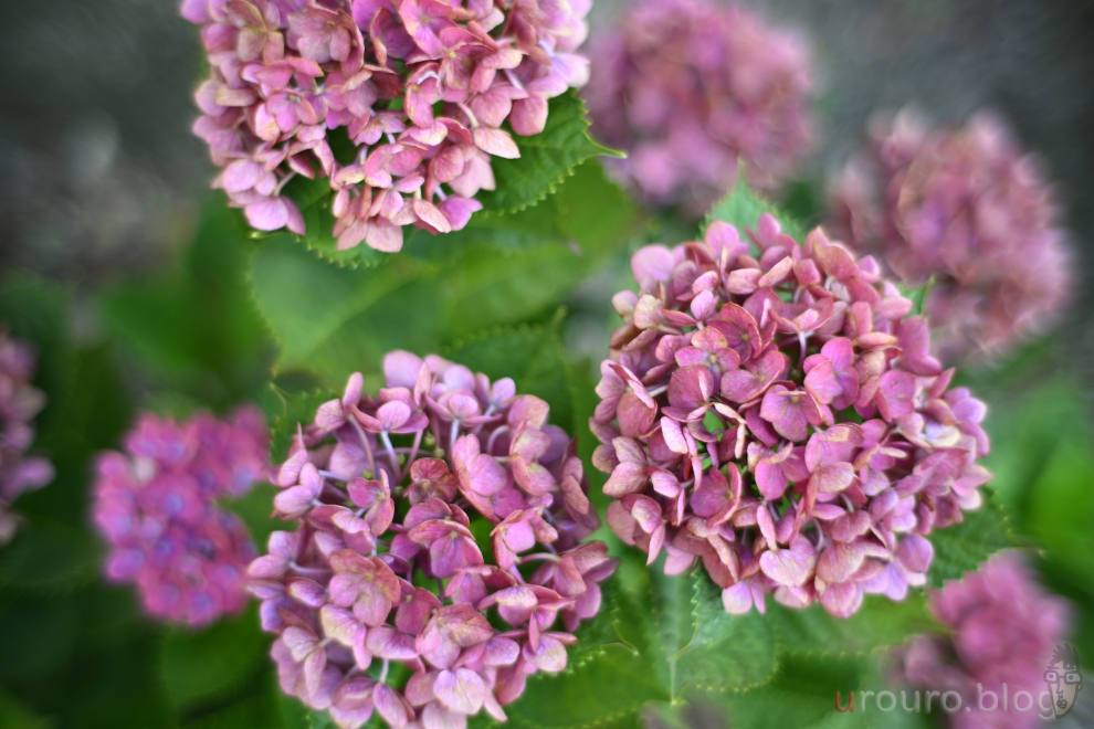 SG-image 35mm F1.2の最短撮影距離付近で紫陽花を撮影。とにかく周辺が流れて大変だ!