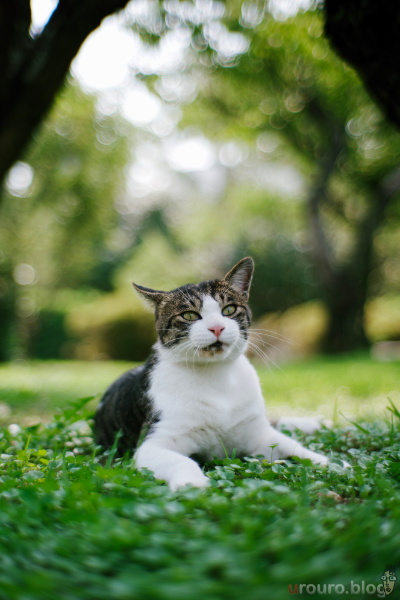 猫ちゃんが勢いよくこちらを見ている!SG-image 35mm F1.2で撮影。
