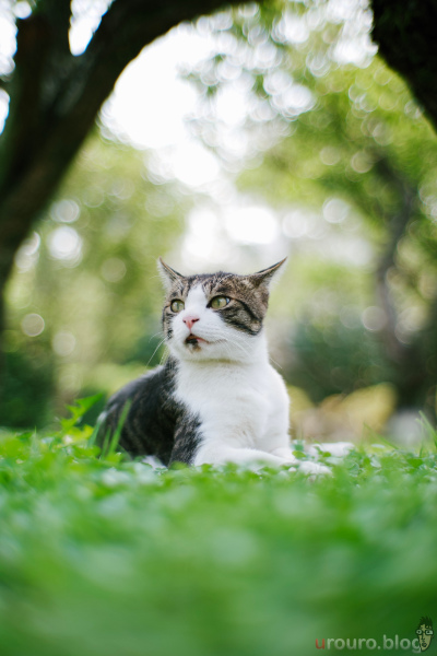 SG-image 35mm F1.2で街スナップ。開放F1.2で撮影する猫ちゃん。圧倒的にボケる。周辺のぐるぐるボケも良い。