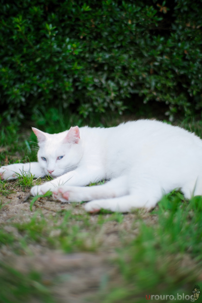 SG-image 35mm F1.2で街スナップ。真っ白な猫ちゃん。オールドレンズライクな製品だが白飛びしていないのは好印象。