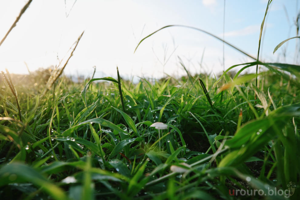 朝露に濡れたキノコをViltrox AF 15mm F1.7 AIR で撮影。最短撮影距離は23cmと短い。