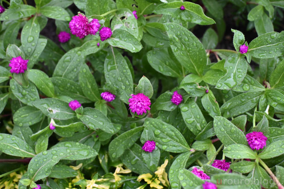 雨上がりにSG-image AF 25mm F1.8で道端の花を撮影。花は濡れている。こういう気楽さがいいんだよ。