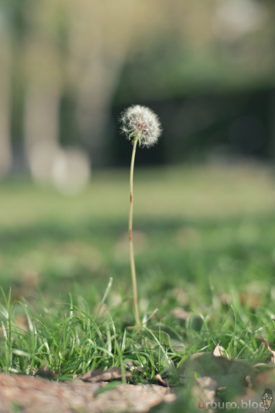 MR.DING Noxlux DG 50mm F1.2 とフレキシブルカラーの組み合わせ。最短撮影距離でタンポポの綿毛を撮影。