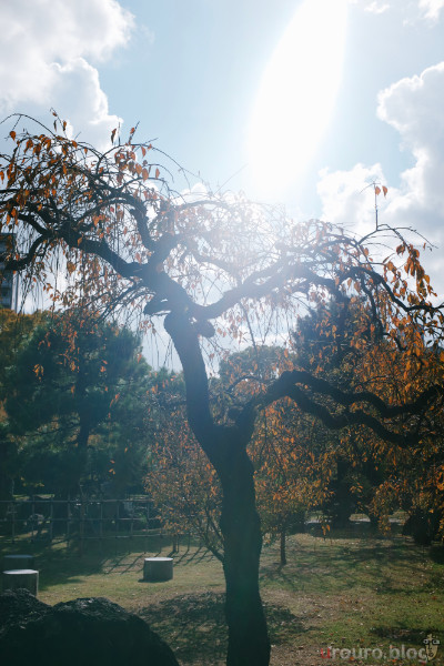 ただしSG-image AF 25mm F1.8は逆光に弱い。画面の外に太陽があるが、写真が破綻するほどのフレアが出てしまった。