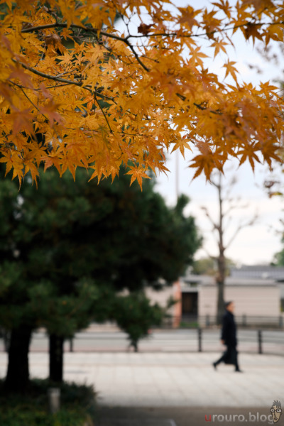NIKKOR Z 24-70mm f/2.8 S IIで撮影した紅葉の街路樹。向こう側に歩いている人が写っている。