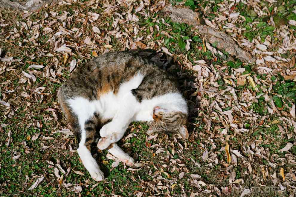 NIKKOR Z 24-70mm f/2.8 S IIで撮影した野良猫の昼寝。とても気持ちよさそうだ。