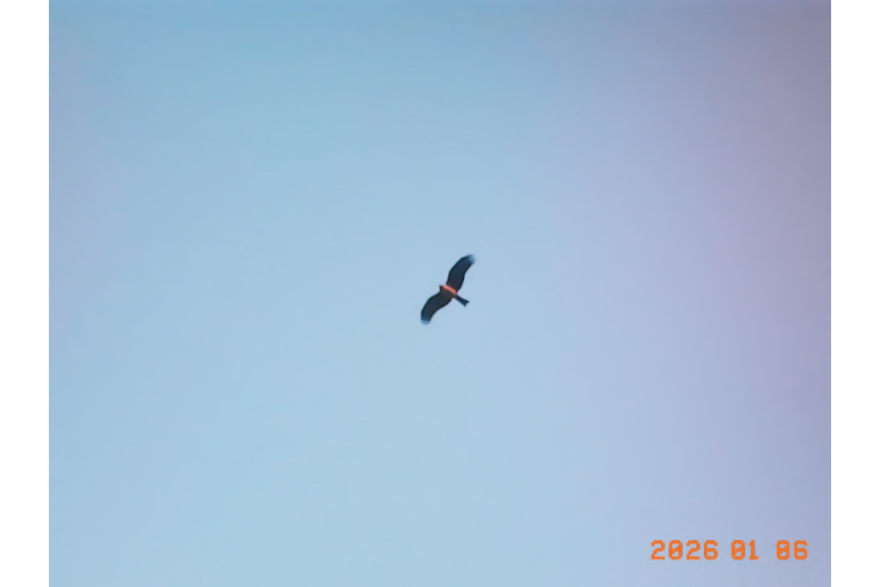 トンビが飛んでいたのでKodak Charmeraで撮影。換算35mmなので大きくは写せないが、雰囲気はあるので良しとしよう。