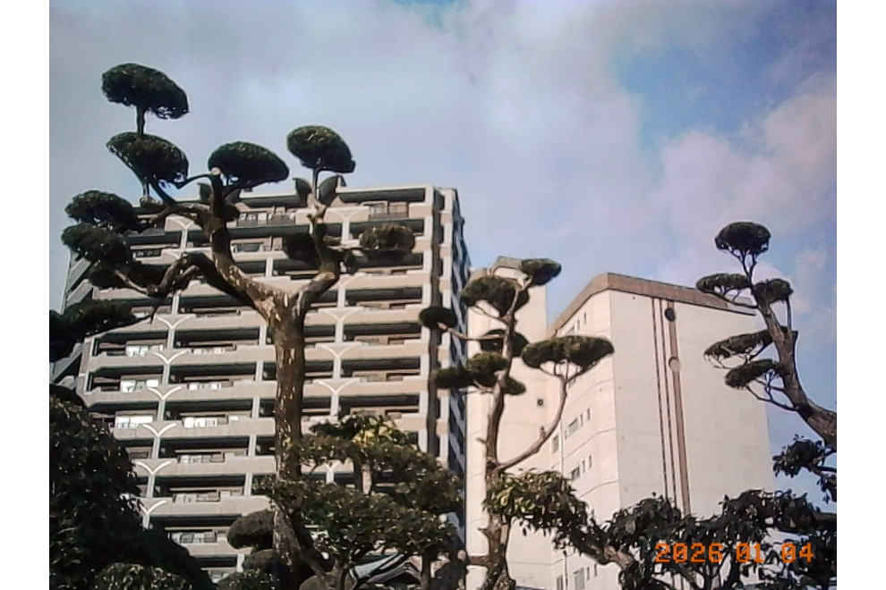 スーパーの駐車場にあった木を撮影。Kodak Charmeraはいつもポケットに入っている。